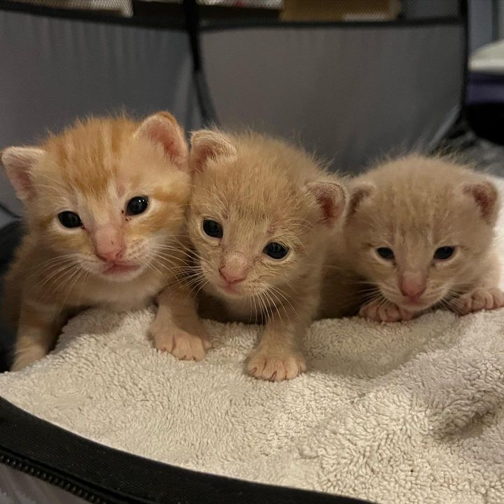 orange kittens cute